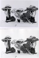 Psathyrella conissans image