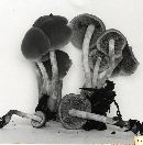 Psathyrella conissans image