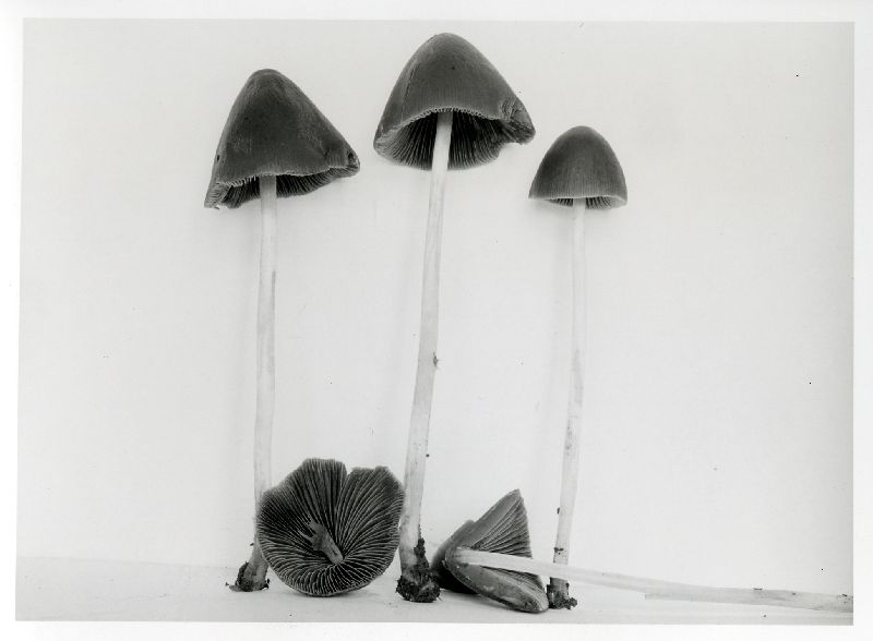 Parasola conopilea image
