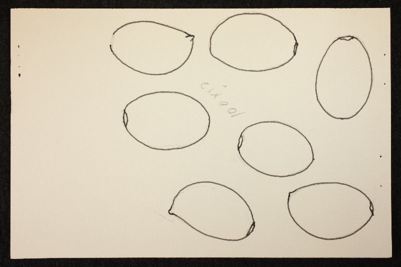 Psathyrella cortinarioides image