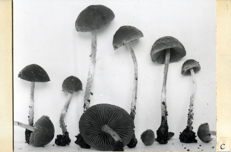 Psathyrella cortinarioides image