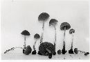 Psathyrella cortinarioides image