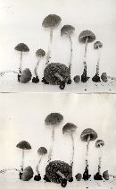 Psathyrella cortinarioides image