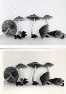 Psathyrella cornifericystis image