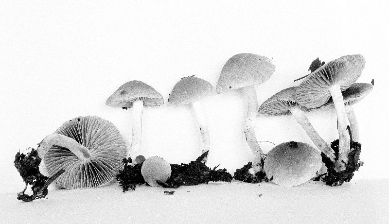 Psathyrella cornifericystis image