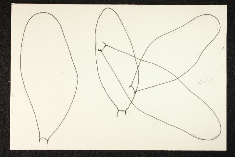 Psathyrella emmetensis image
