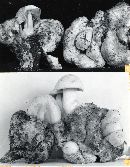 Psathyrella epimyces image