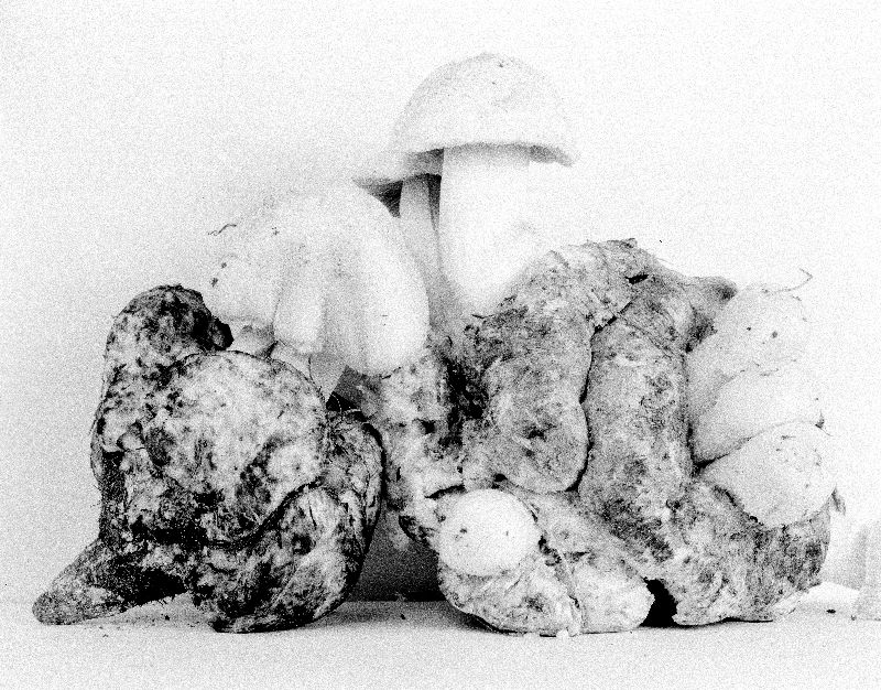 Psathyrella epimyces image