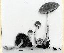 Psathyrella fibrillosa image