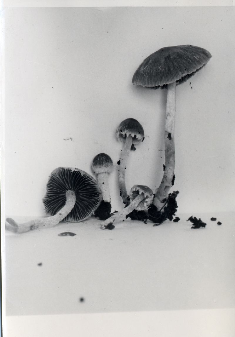 Psathyrella fibrillosa image