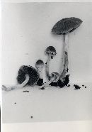 Psathyrella fibrillosa image