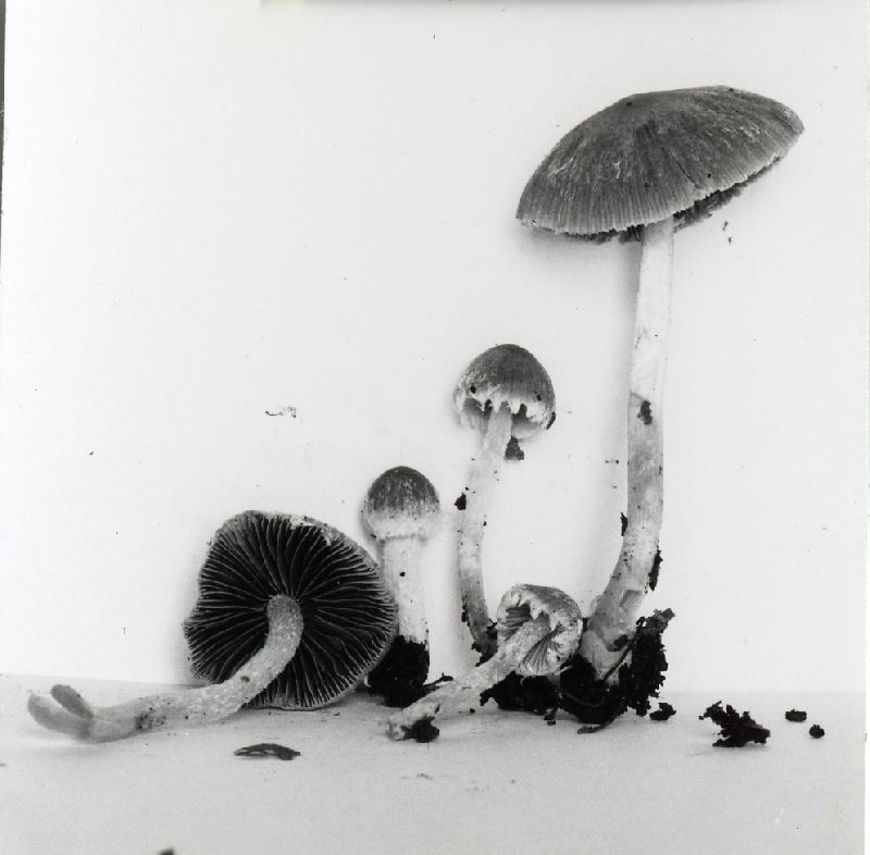 Psathyrella fibrillosa image