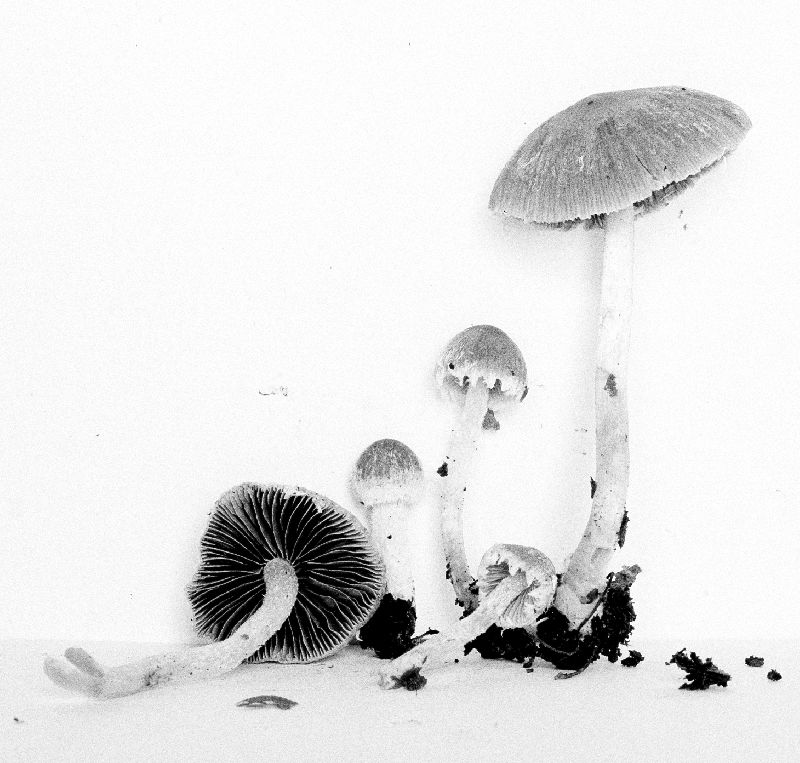 Psathyrella fibrillosa image