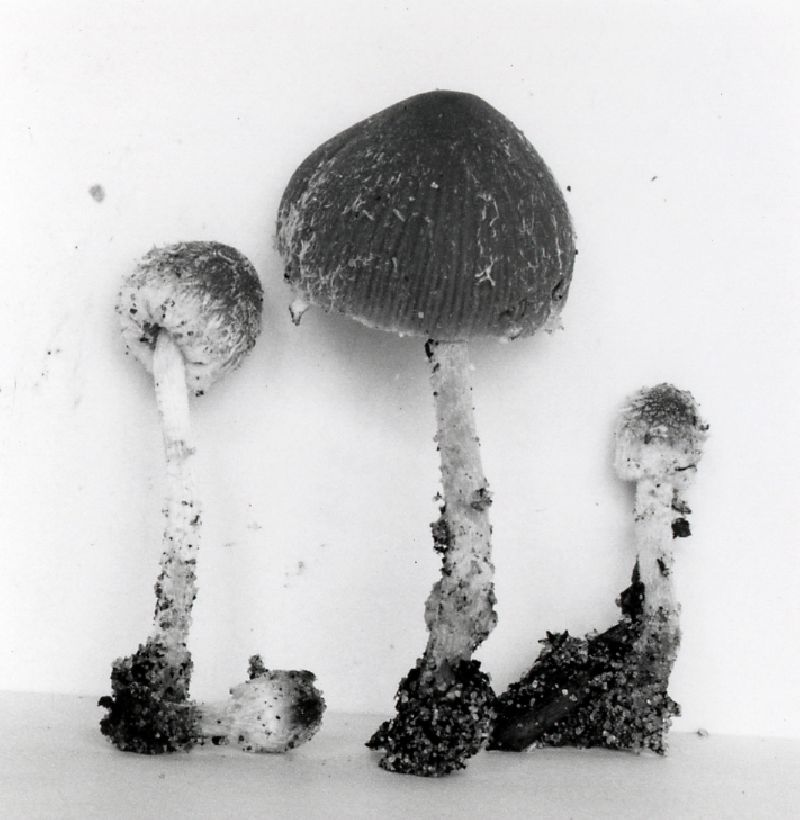 Psathyrella fibrillosa image