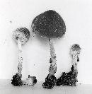 Psathyrella fibrillosa image