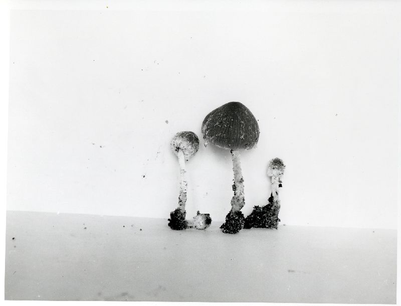 Psathyrella fibrillosa image