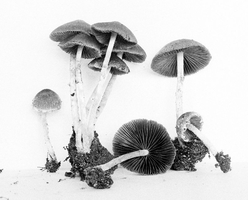 Psathyrella fibrillosa image