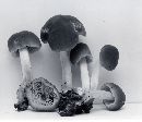 Psathyrella fulvescens image