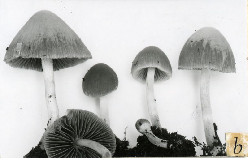 Psathyrella fulvescens image