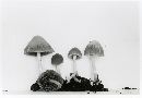 Psathyrella fulvescens image