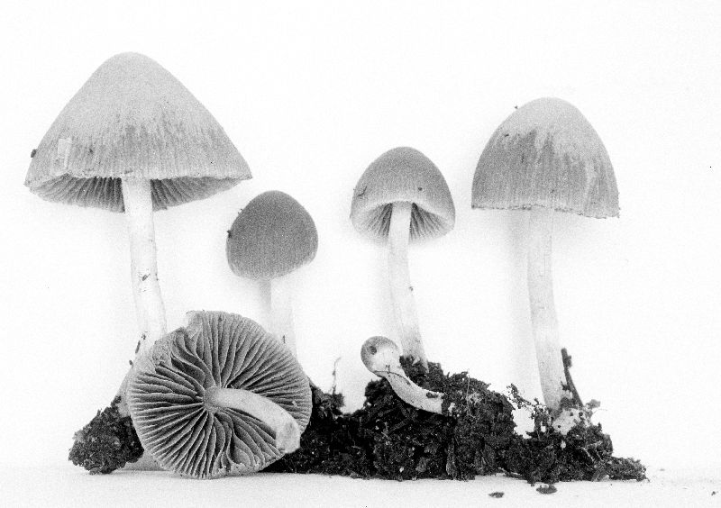 Psathyrella fulvescens image