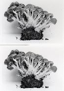 Psathyrella fuscofolia image