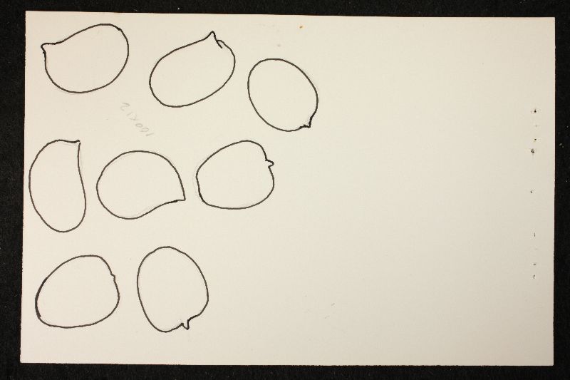 Psathyrella hirtosquamulosa image