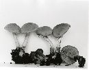 Psathyrella hirtosquamulosa image