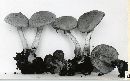 Psathyrella hirtosquamulosa image