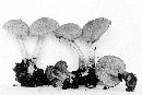 Psathyrella hirtosquamulosa image