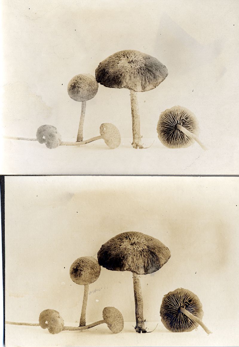 Psathyrella hirtosquamulosa image