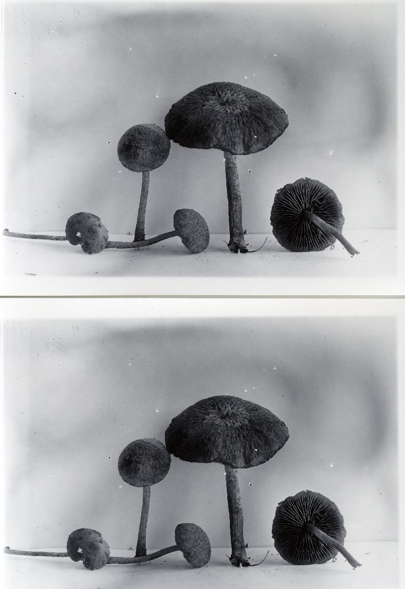 Psathyrella hirtosquamulosa image