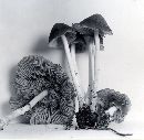 Psathyrella hoseneyae image