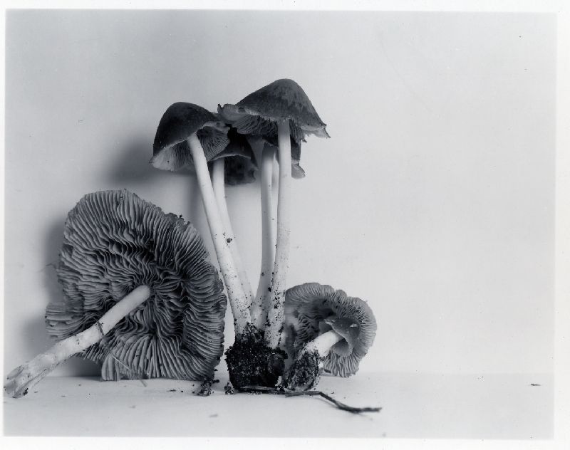 Psathyrella hoseneyae image
