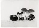 Psathyrella piluliformis image