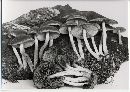 Psathyrella piluliformis image