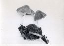 Psathyrella piluliformis image