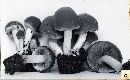 Psathyrella piluliformis image