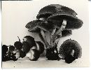 Psathyrella piluliformis image