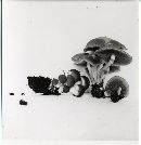 Psathyrella piluliformis image
