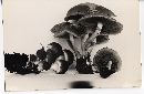 Psathyrella piluliformis image