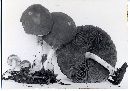 Psathyrella piluliformis image