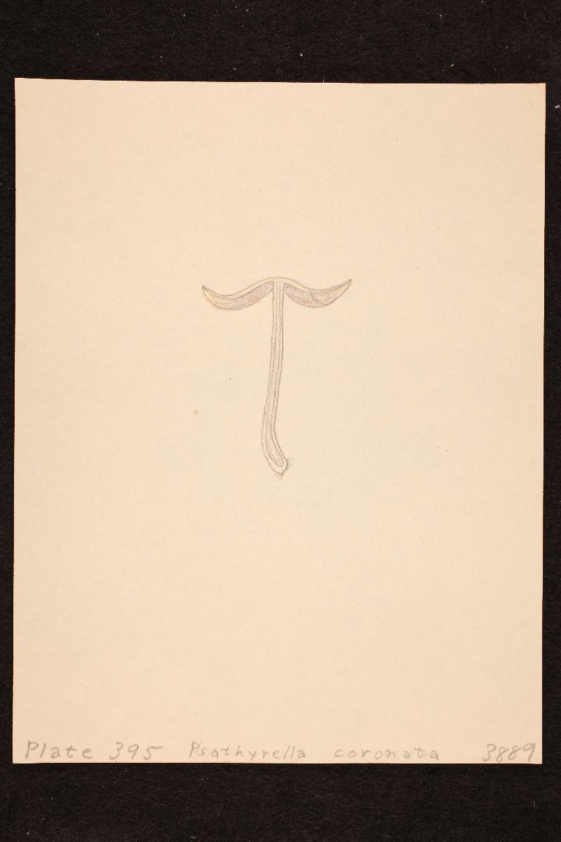 Psathyrella incerta image