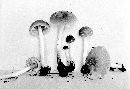 Psathyrella incerta image