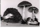 Psathyrella iterata image