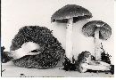 Psathyrella iterata image