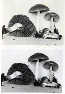 Psathyrella iterata image