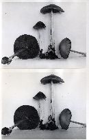 Psathyrella kauffmanii image