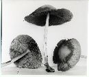 Psathyrella kauffmanii image