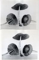 Psathyrella kauffmanii image